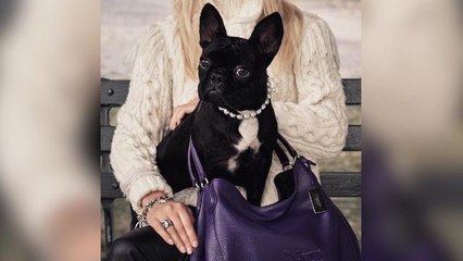 Lady Gaga's dog steals the spotlight as face of Coach's new campaign