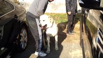 Armenian Shepherd Dog - Gampr - Wolfhound - Guard - White Tan - 2 Years Old - Dog Show in Armenia