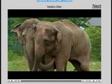 Reversed - Elephants reunited after 20 years.