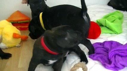 48ème vidéo Chiot n°1 Femelle de la 20ème portée de Staffordland