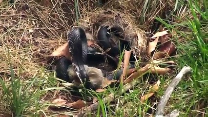 Snake vs Rabbit : Protective mother rabbit takes on a SNAKE in a fight
