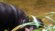 Premier bain pour ce bébé hippopotame - zoo de Melbourne