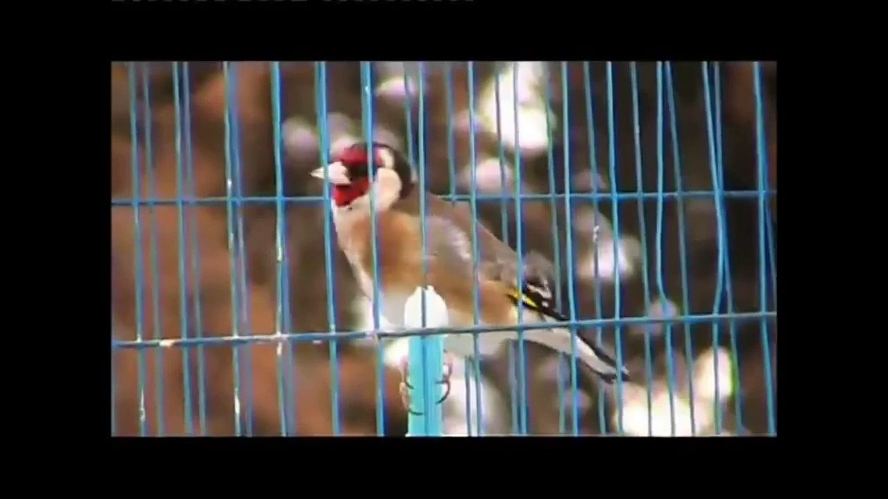 صوت الحسون ياسبحان الله على هالصوت Goldfinch HD