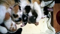 Mom Cat Nursing Newborn Kittens