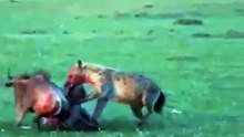 Hyenas eat wildebeest alive guts first!
