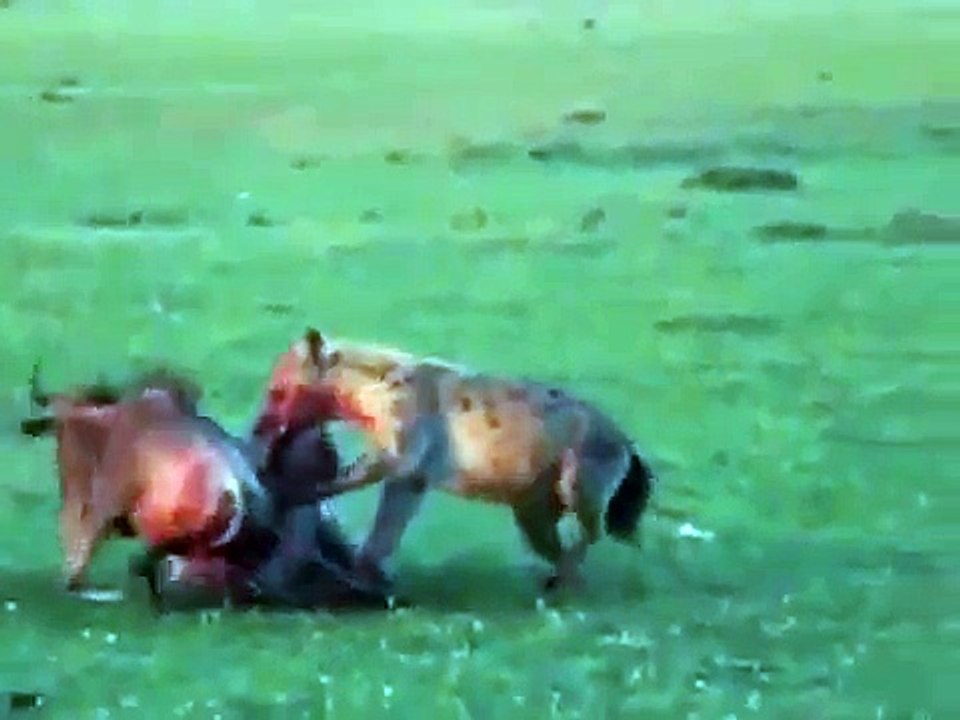 Hyenas eat wildebeest alive guts first!