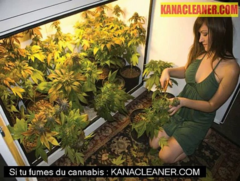 Cannabis Toulouse A61 : Go fast intercepte