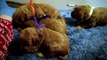 New 3 week old Teddy Bear Goldendoodle puppies