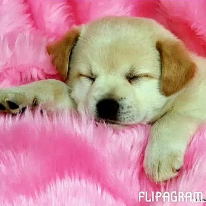 CUTE ANIMALS!