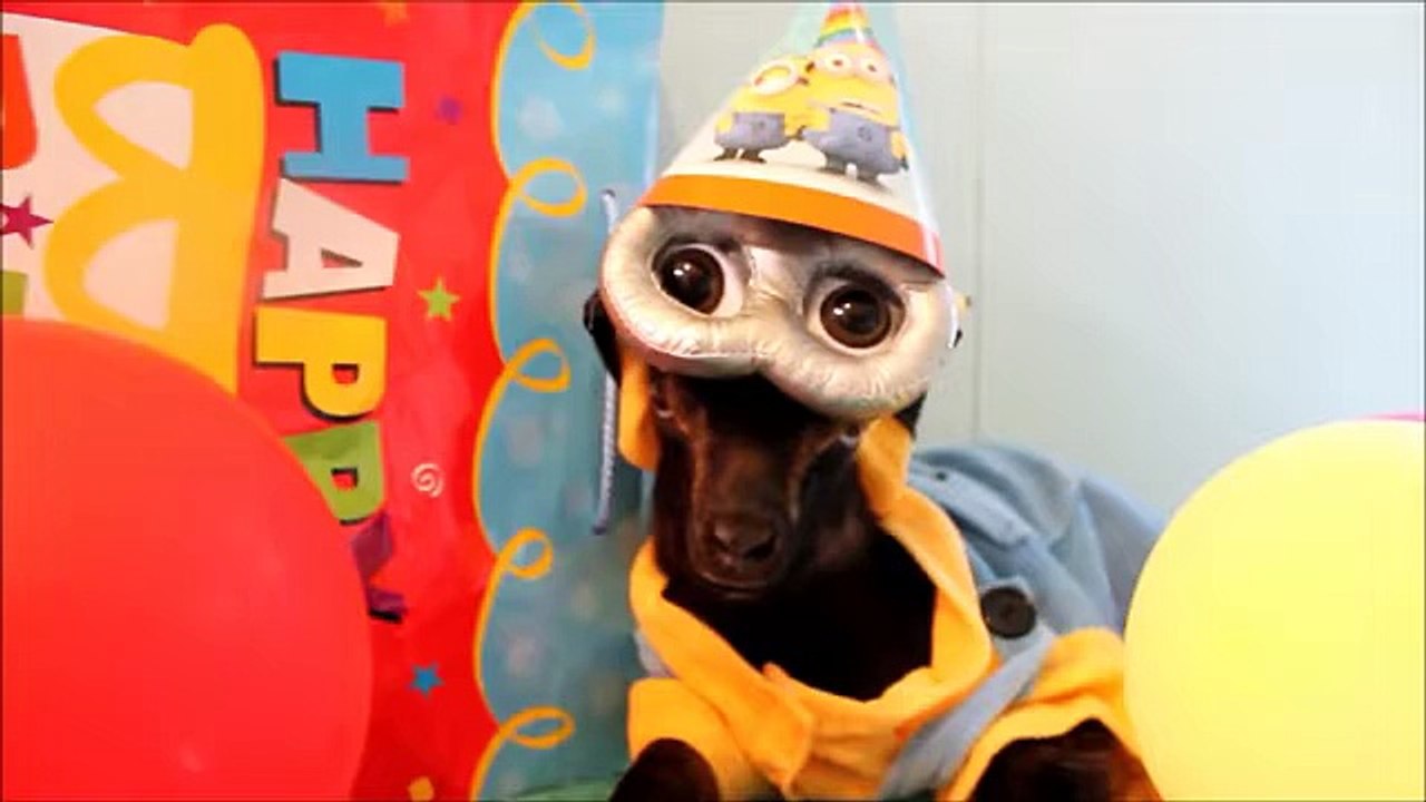Minion Baby Goats !