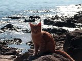 NASCE IL CATS-WATCHING : SU PALLOSU, DOVE I GATTI SCENDONO IN SPIAGGIA