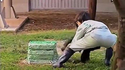 NOVA   APE GENIUS   Discovery Animals Documentary 360p