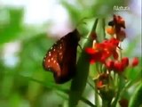 Documental Vida de Las Mariposas   Documentales Natural Geographic Español