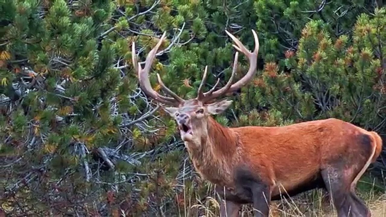 La Fauna alpina della Valle d'Aosta - ATTIMI d'Autunno