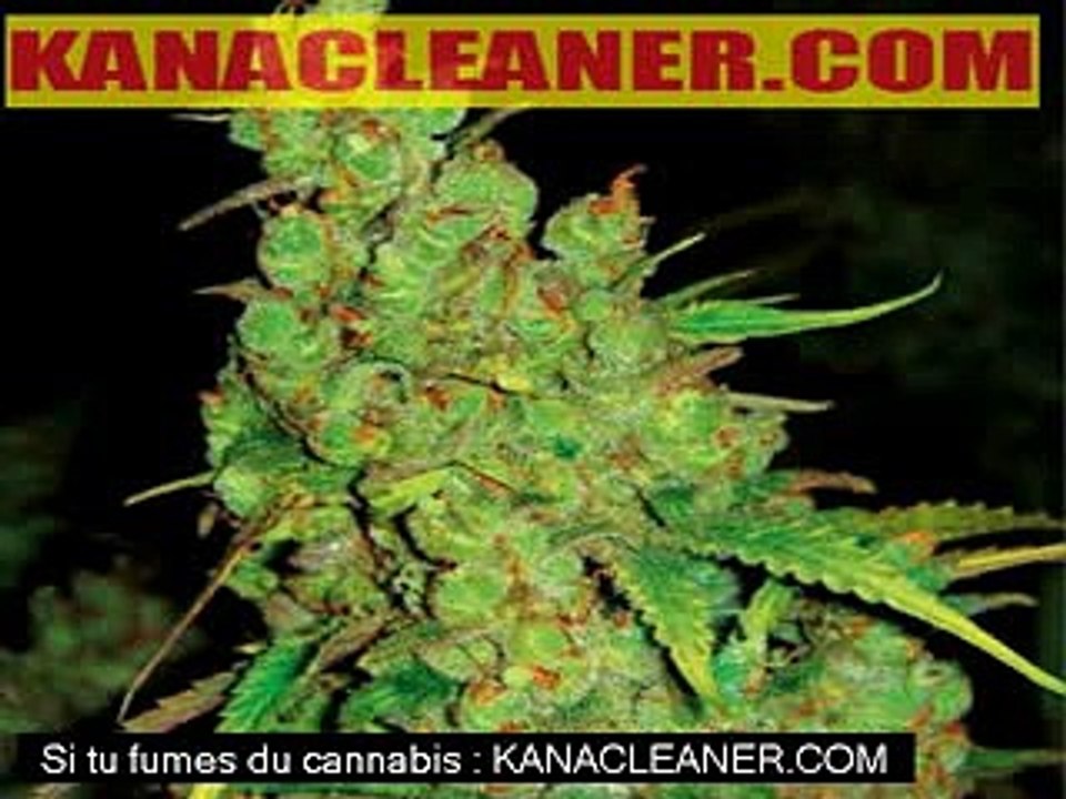 CANNABIS AU VOLANT : Comment conserver son permis de conduire ?