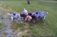 German Shorthaired Pointer - Calvin, 6 months old plays with his family. (Video by Breeder)