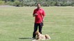 How to Stop a Male Dog From Marking at a Female Dog's House : Dog Behavior & Training