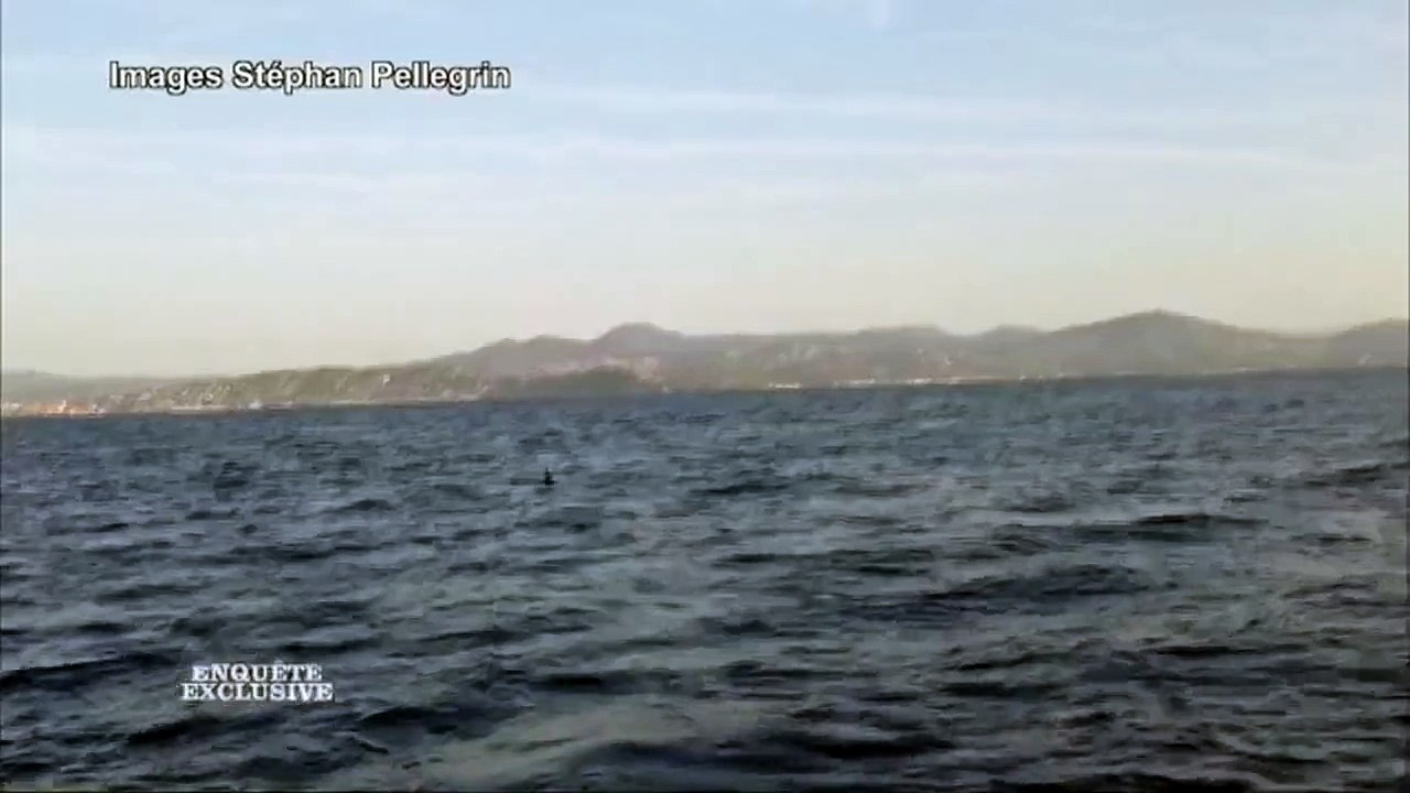 Grand requin blanc dans le golf de saint tropez (France)