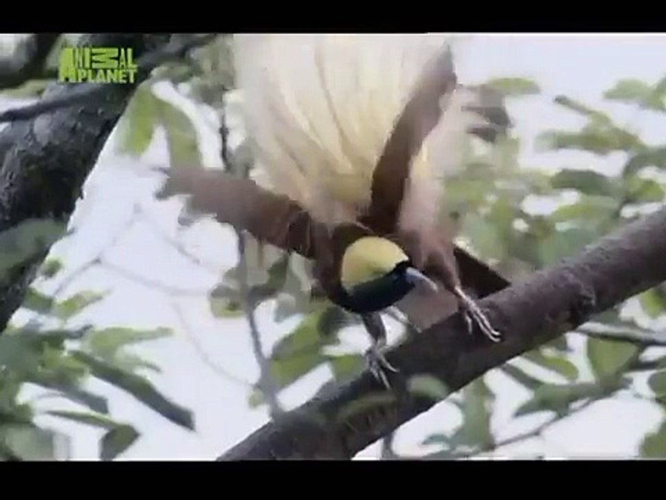 The Planet's Funniest Animals - The Bird's Dance [HUNGARIAN DUB] HD