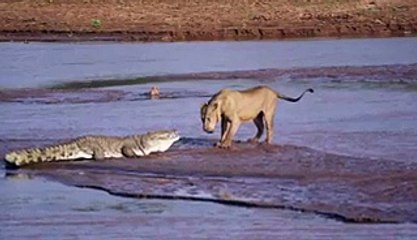 Dangerous Attack Of Crocodile On Lion You Never Seen This Before