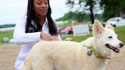 Animal Report News