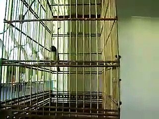 papa capim mancha 100 cantos em 10 minutos saindo de muda