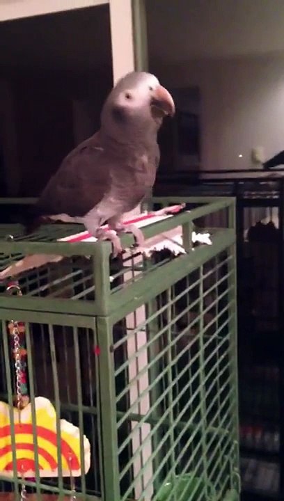 African grey asking for a peanut