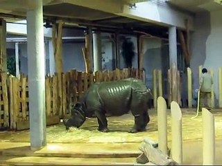 Indian Rhino "Jange" has a shower and plays with his special "kong toy", Zoo Vienna