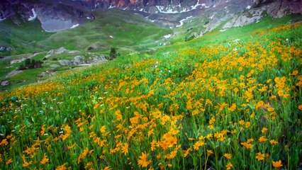 Pussywillows Cattails by Kenny Rankin...with Lyrics