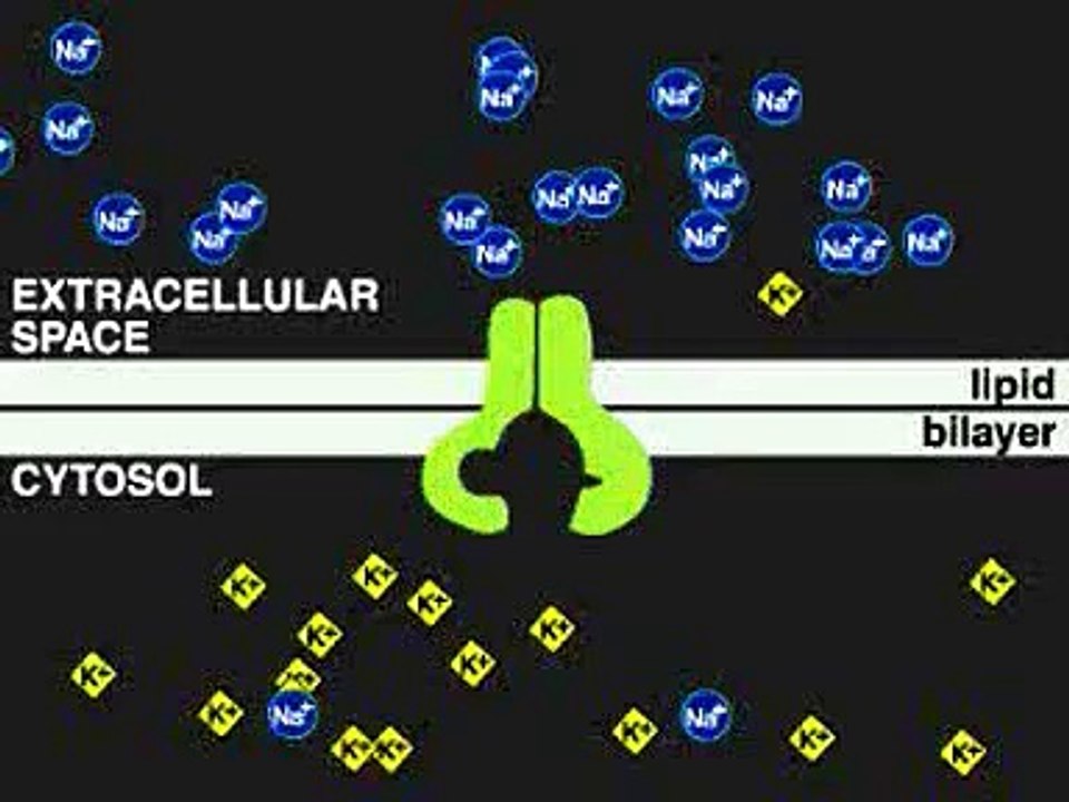 Bomba de sodio y potasio