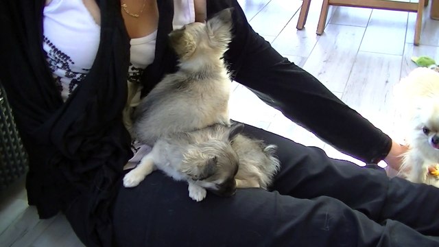 bébés Havane 11 semaines