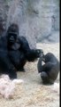 A sweet moment for western lowland gorillas, Okie and Kambiri
