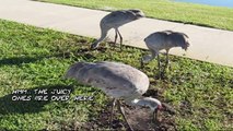 Crane Bird Watching!!! - Crane Birds Eating & Eating & Eating