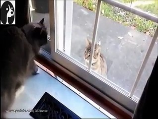 Animals behind the Glass Compilation