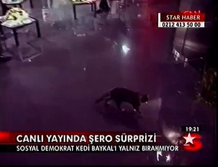 Kötü Kedi Şero