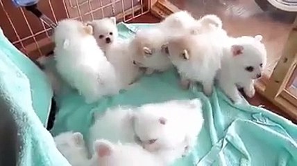 Bunch of Fluffy Puppies So Cute