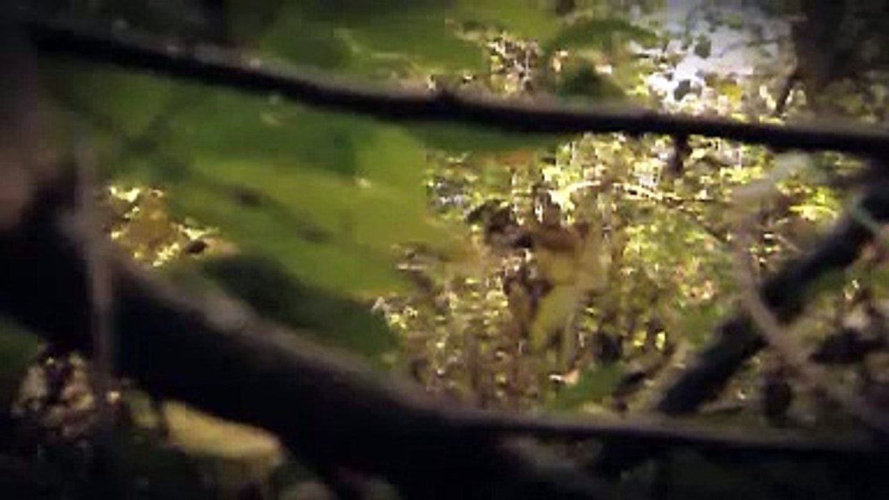 The Four-Winged Dinosaur - PBS NOVA documentary preview