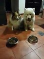 Cute dogs praying before eating!