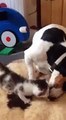 RSPCA Video - hand-reared kitten playing