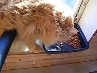 Pussy Enjoys a Good Sucking!