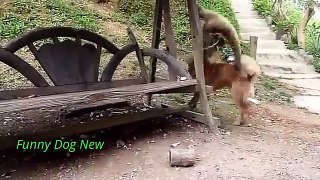 Best Funny Dog Videos New 2015