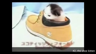 Funny videos   Funny Dog   Funny Cat   try to stop laughing