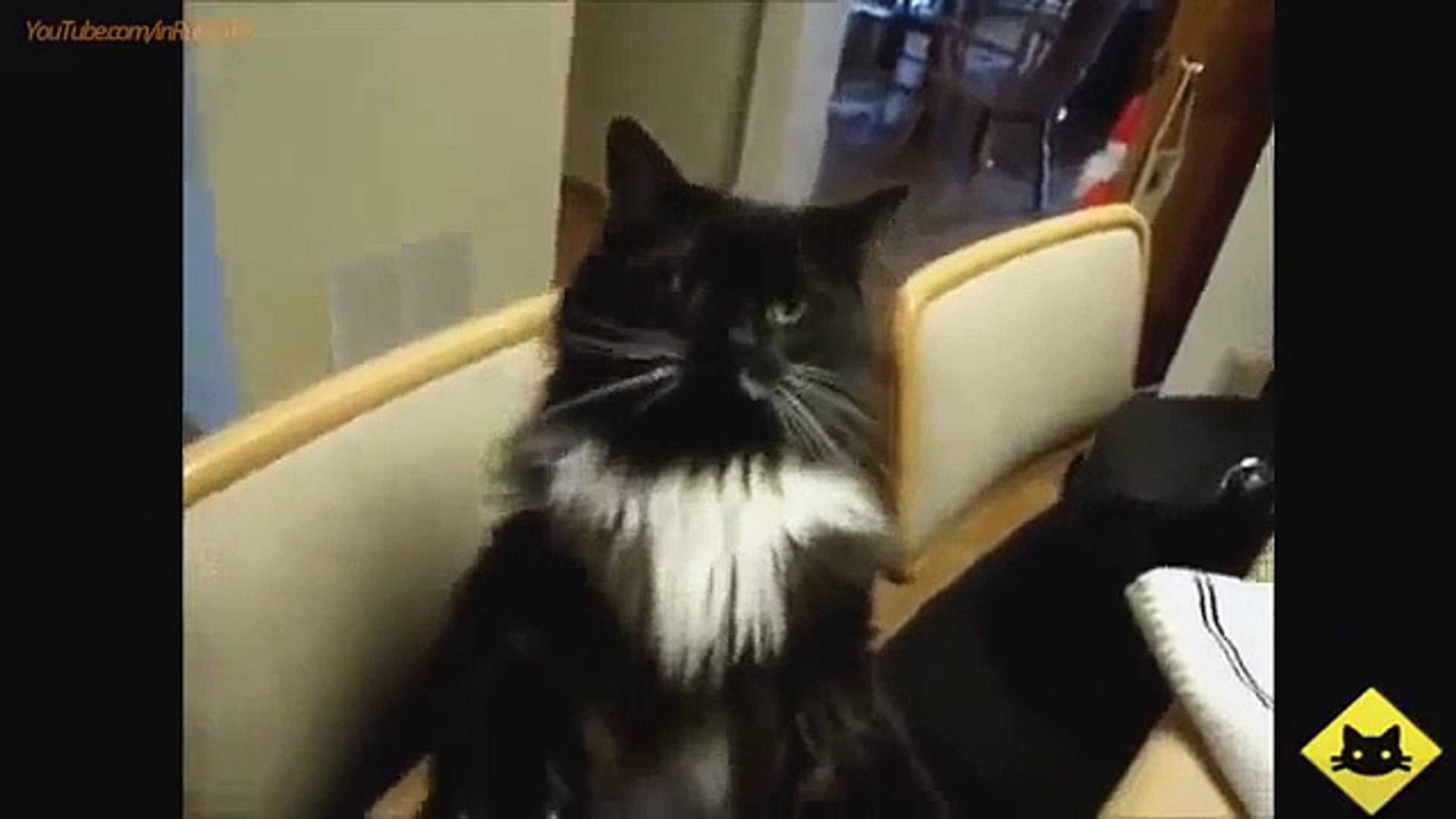 FUNNY VIDEOS: Funny Cats - Funny Cat Videos - Funny Animals - Smart Cats Funny Compilation