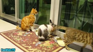 Funny Cats Video   Funny Cats and Kitten Meowing Compilation   Funny Cat Videos Ever