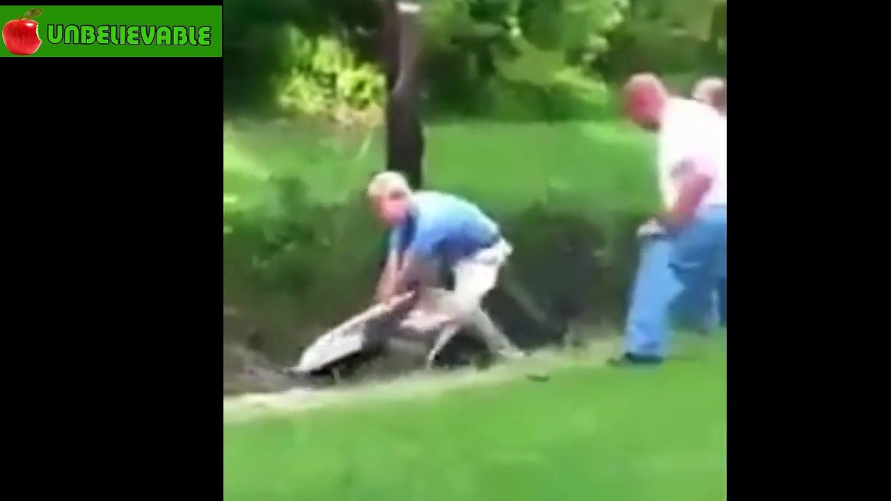 Blue Crocodile Attacks Man's Arm