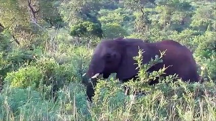 Cute Baby Elephants Protected by Mothers