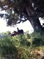 Horses in herd dealing with a threat and showing herd behavior - Rick Gore Horsemanship