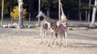 De giraffen van Dierenpark Amersfoort