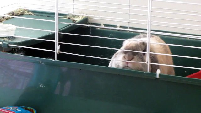 Holland Lop bunny grooming (HD)