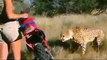Female handles cheetahs tactically in Safari Park